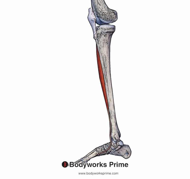 medial view of the tibialis anterior muscle