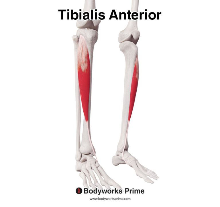 Tibialis Anterior muscle anatomy diagram