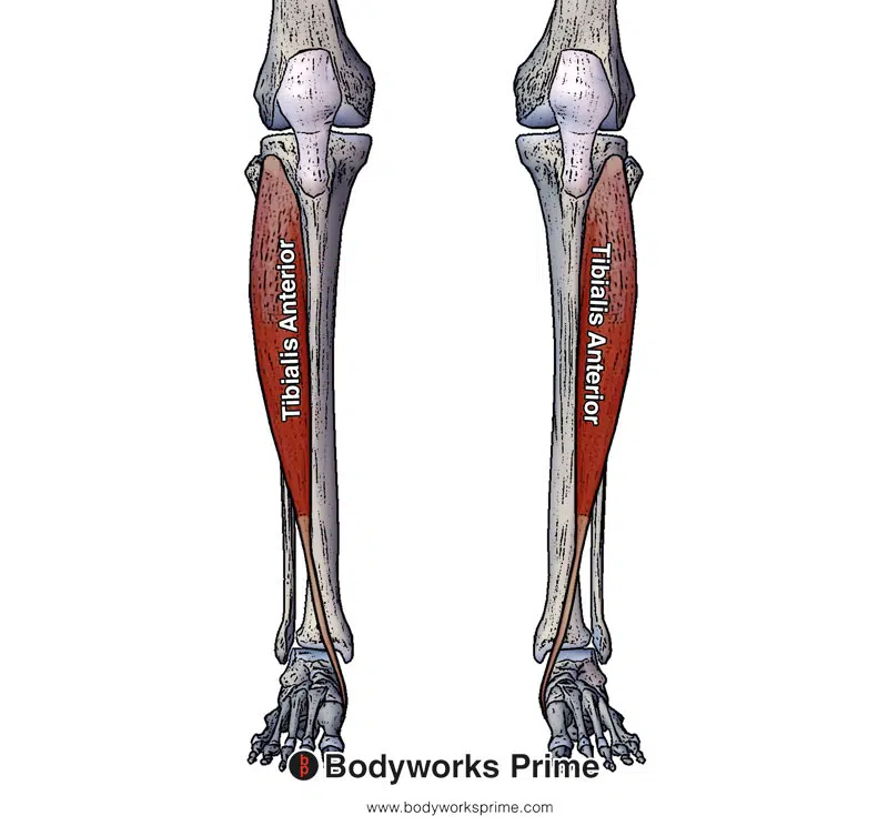 tibialis anterior muscle