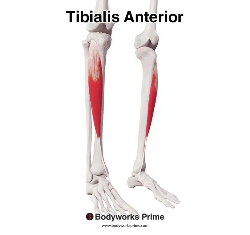 tibialis anterior muscle anterolateral view