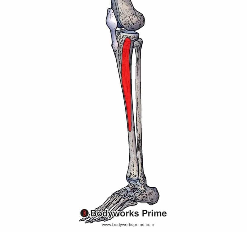 tibialis anterior origin on the lateral condyle of the tibia and proximal two-thirds of the lateral surface of the tibia