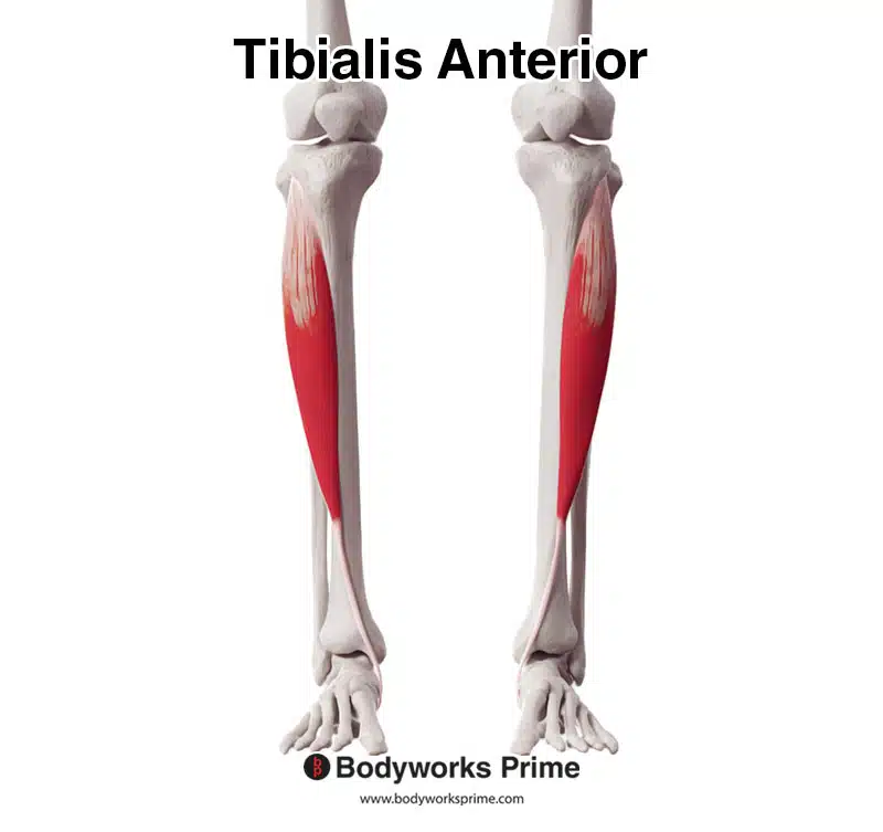 tibialis anterior muscle anterior view