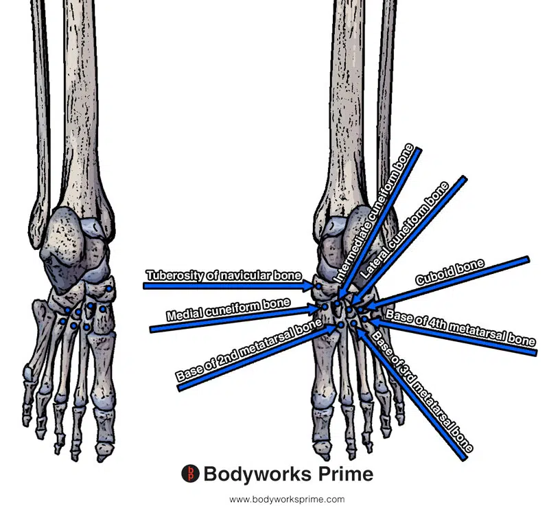 Image of the tibialis posterior insertion highlighted in blue on the navicular bone tubercle, medial cuneiform bone, intermediate cuneiform bone, lateral cuneiform bone, cuboid bone, and the bases of the 2nd, 3rd and 4th metatarsal bones
