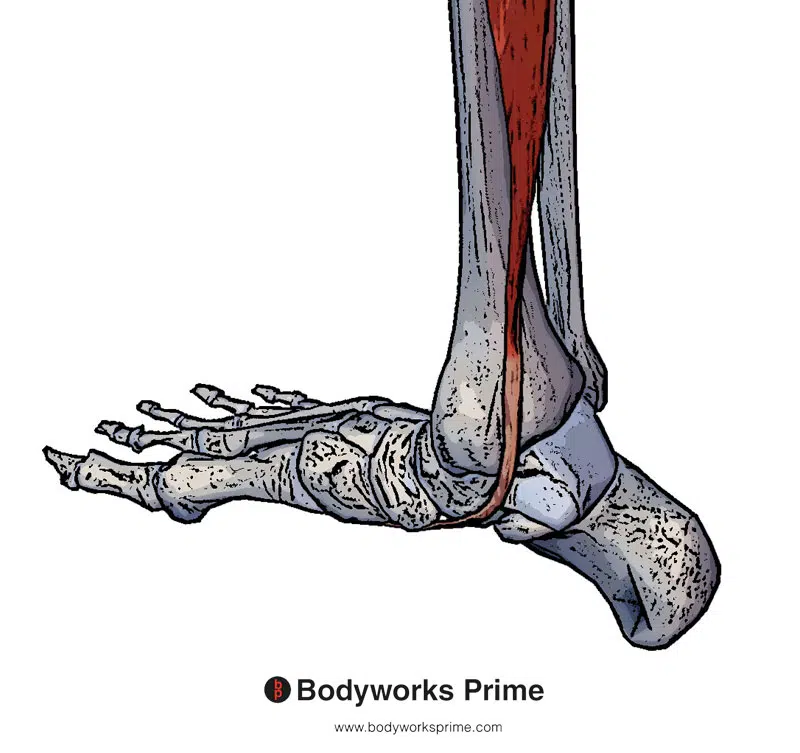 The distal tendon of the tibialis posterior muscle from a medial view