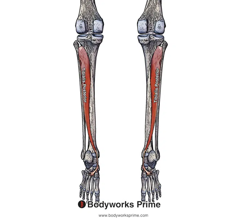 The tibialis posterior muscle from a posterior view