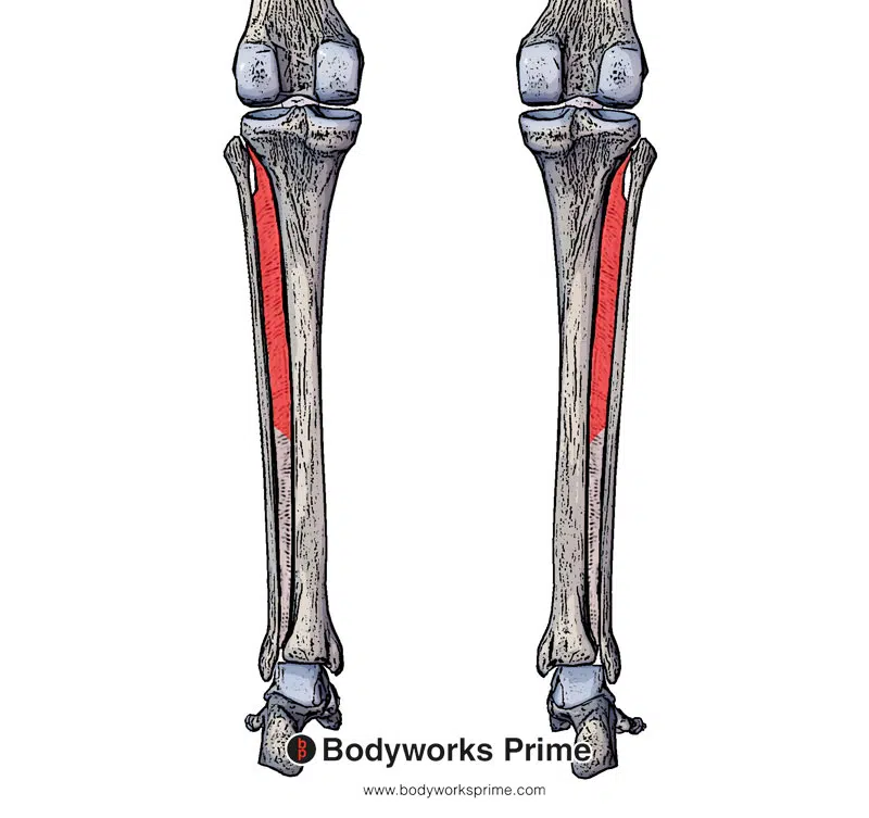 Image of the tibialis posterior origin highlighted in red on the interosseous membrane
