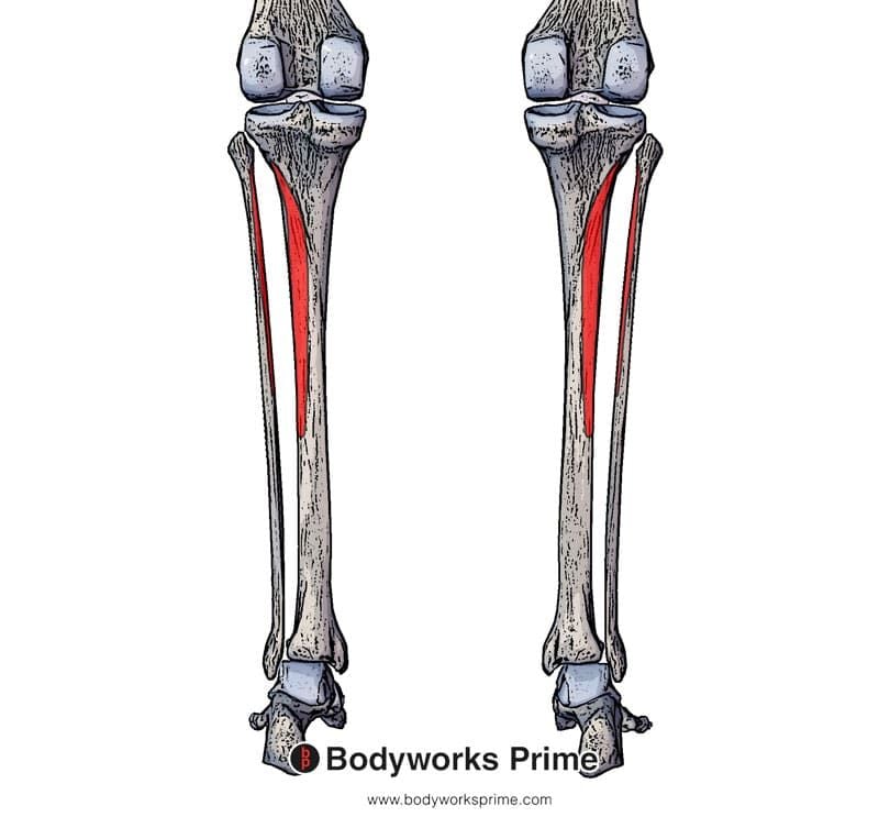 Tibialis Posterior Muscle Anatomy - Bodyworks Prime