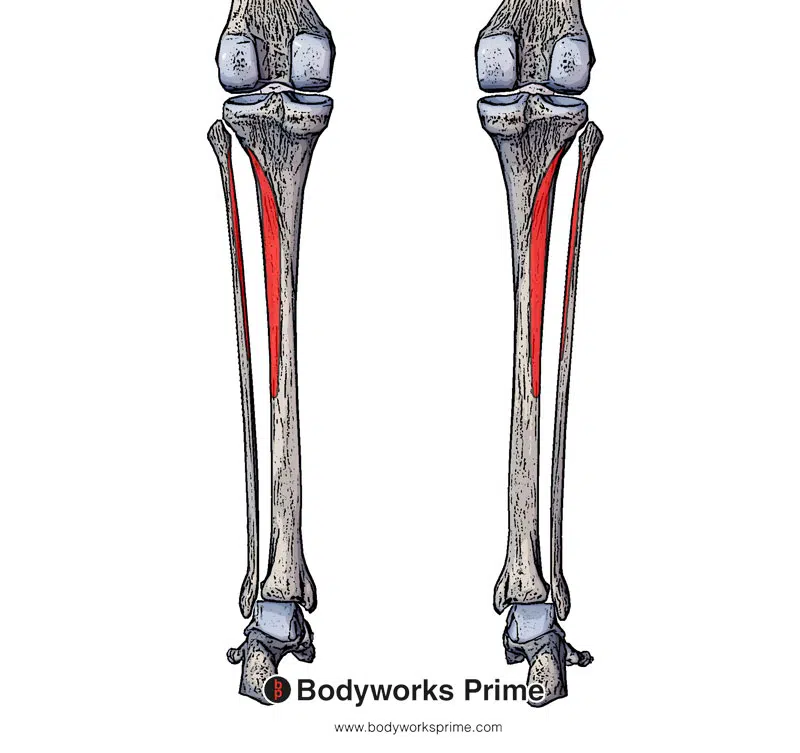 Image of the tibialis posterior origin highlighted in red on the posterior surface of tibia and the posterior fibula