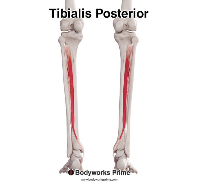 Tibialis Posterior muscle anatomy diagram