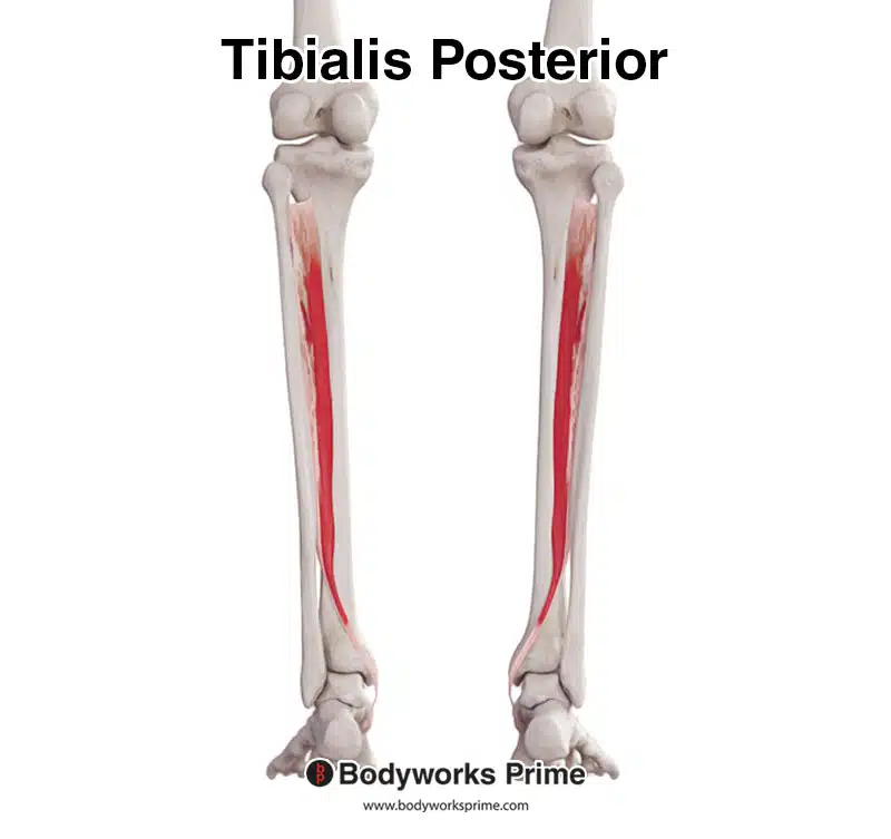 Tibialis posterior muscle seen from a posterior view