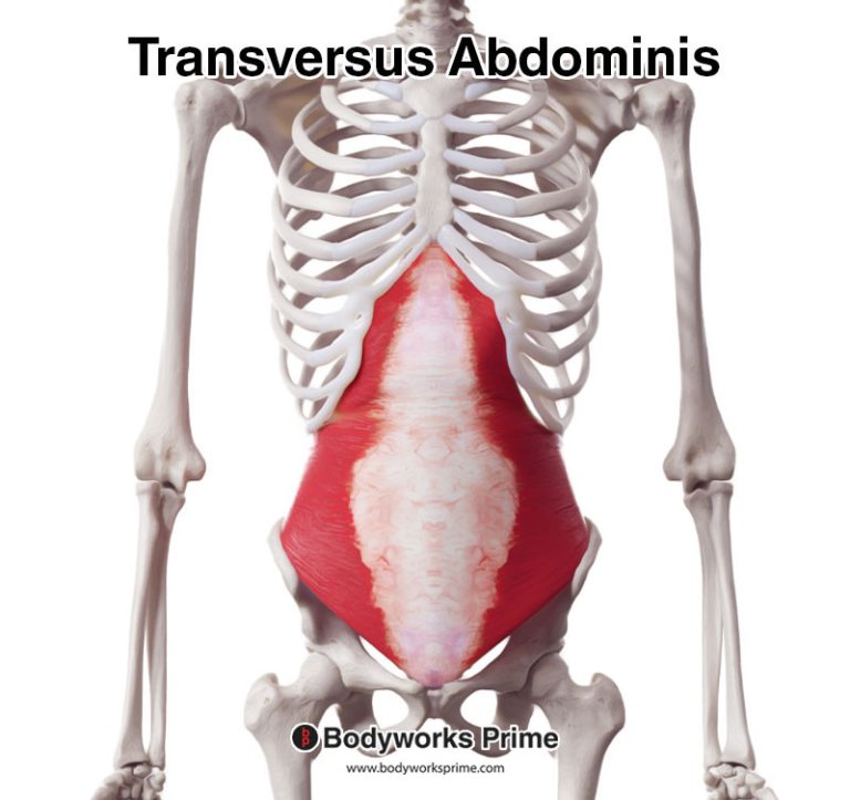 Transversus Abdominis muscle anatomy diagram
