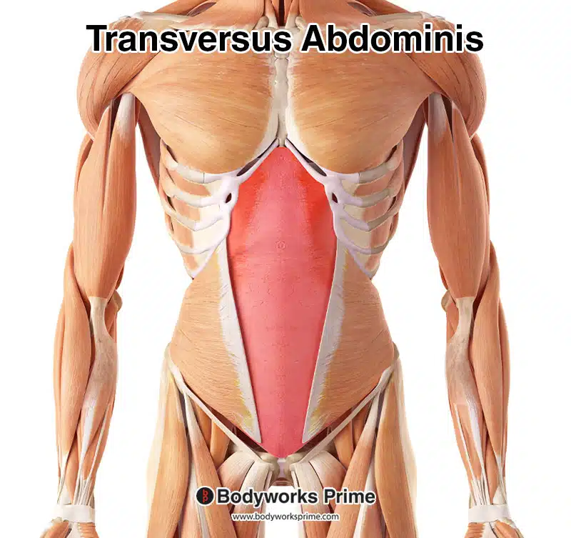 transversus abdominis and internal oblique