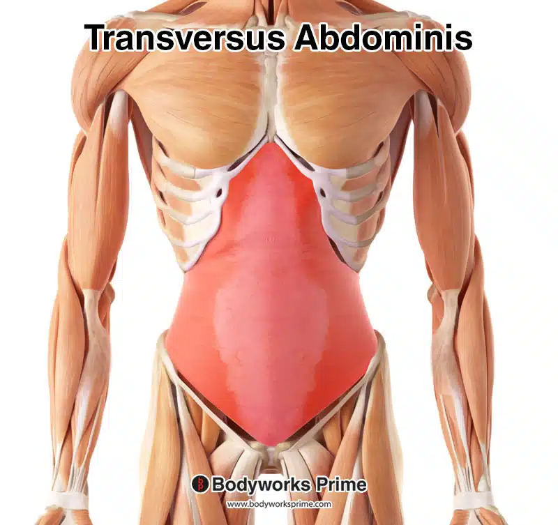 transversus abdominis muscle highlighted in red