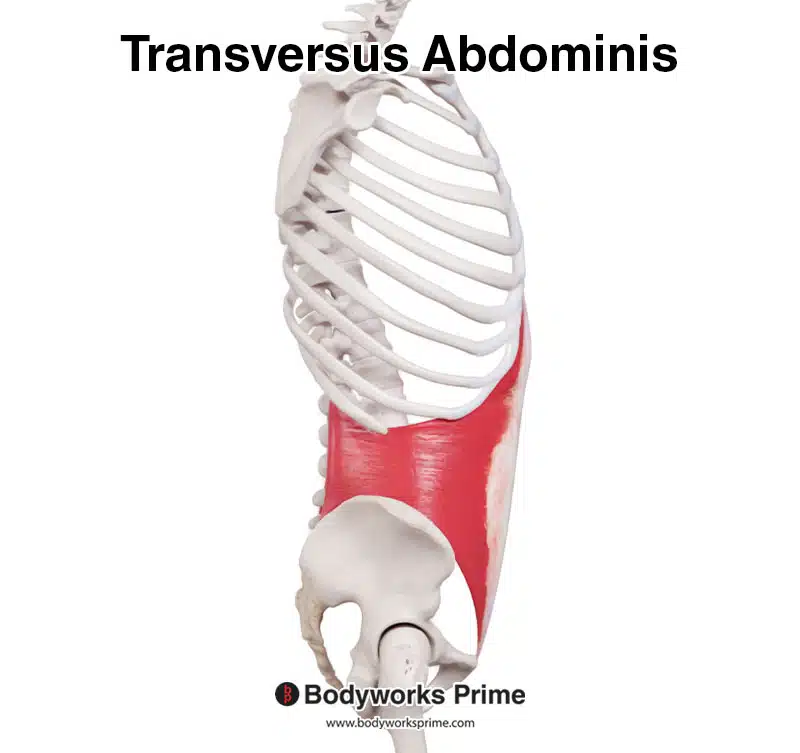 transversus abdominis lateral view