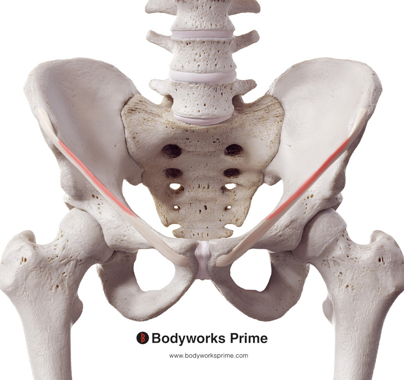 transversus abdominis origin inguinal ligament