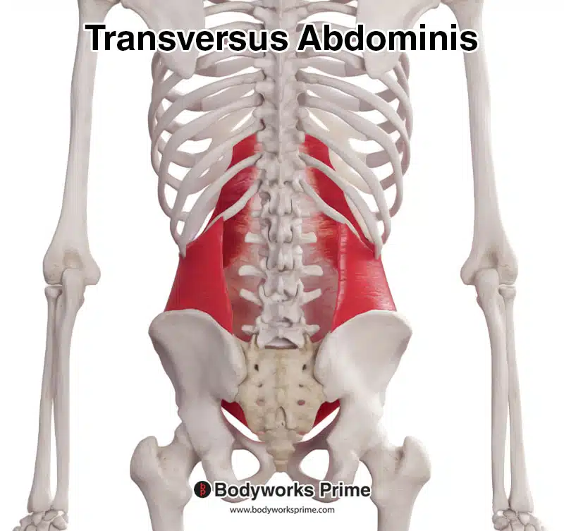 transversus abdominis posterior view