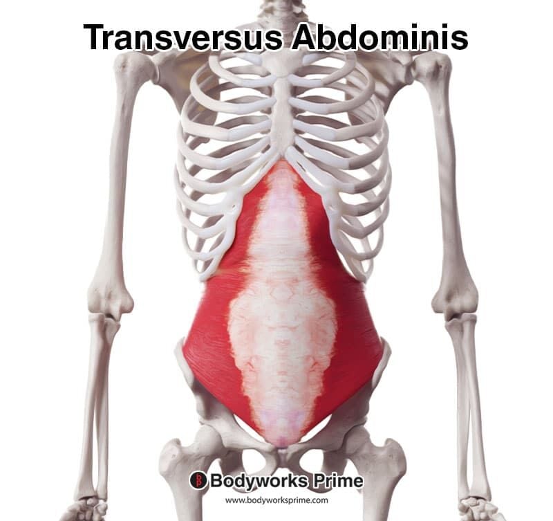 Abdominal muscles Diagram