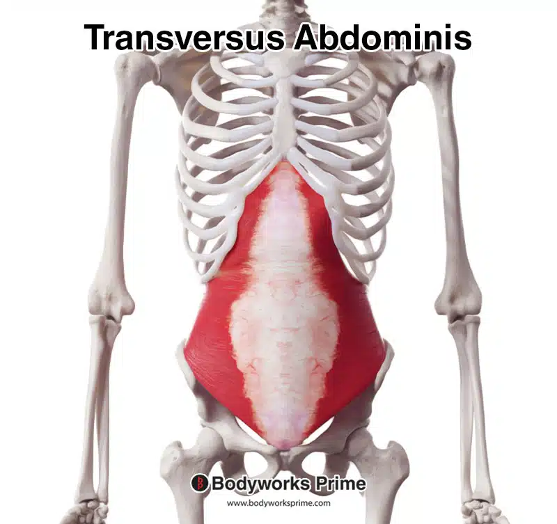 transversus abdominis anterior view