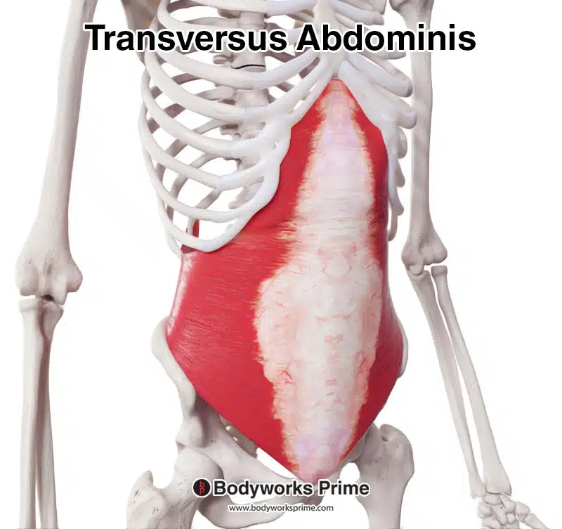 transversus abdominis anterolateral view