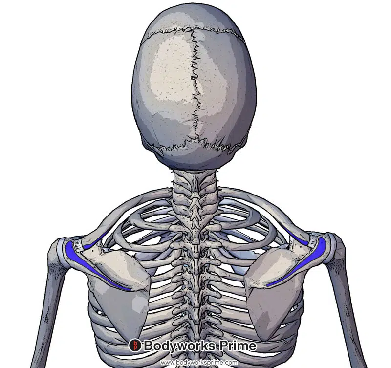 insertion of the trapezius marked in blue