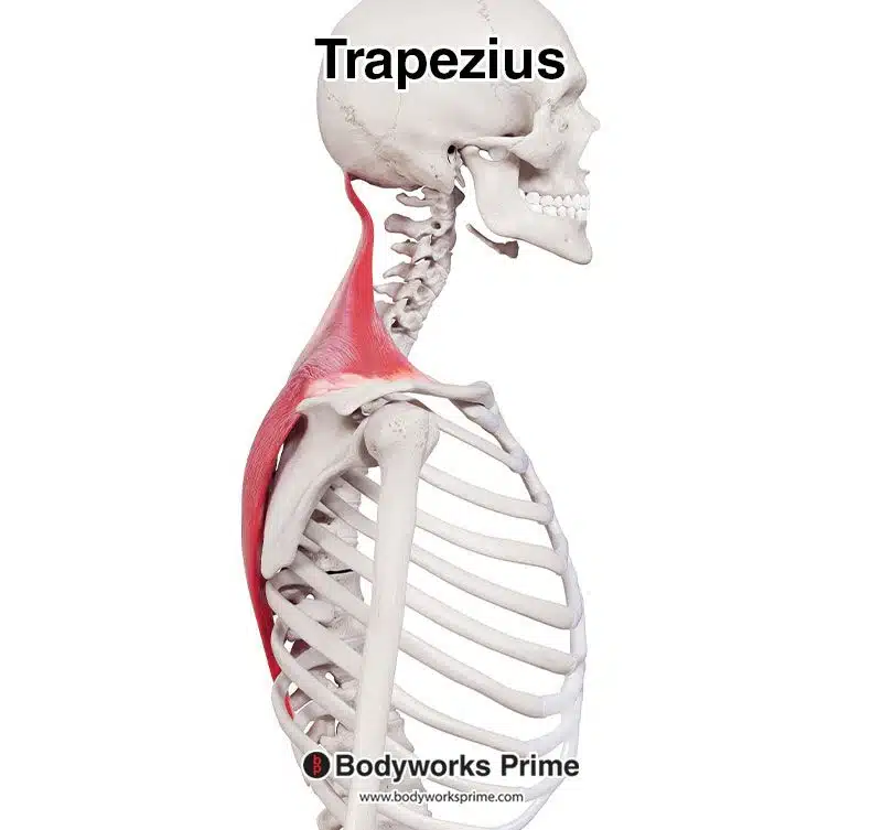 trapezius muscle from a lateral view