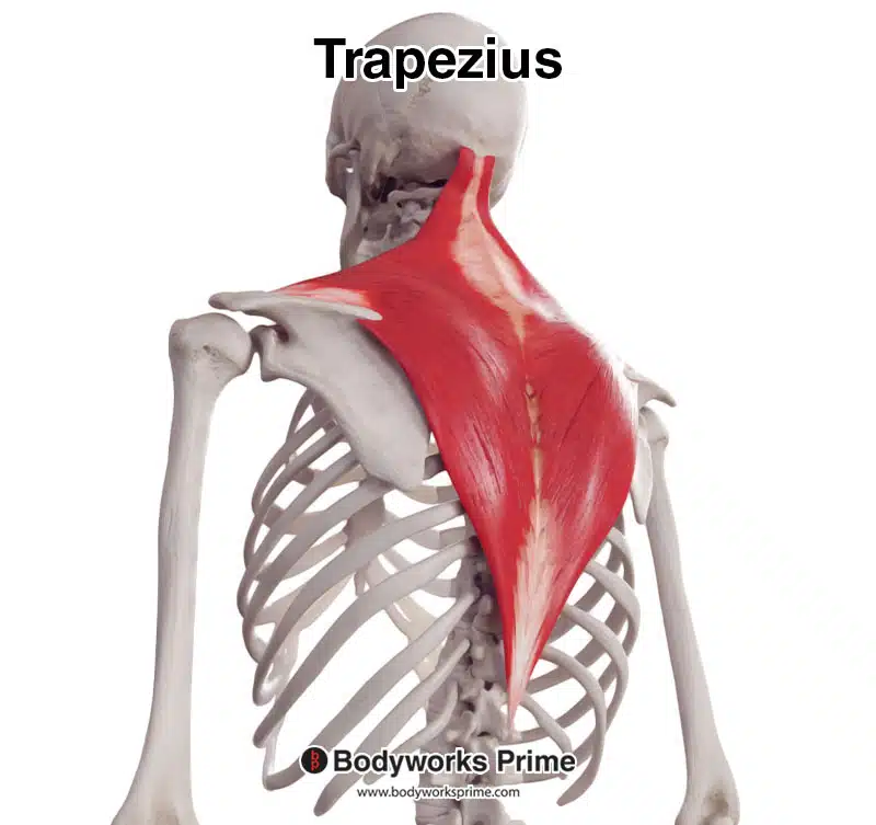 trapezius muscle from a posterolateral view