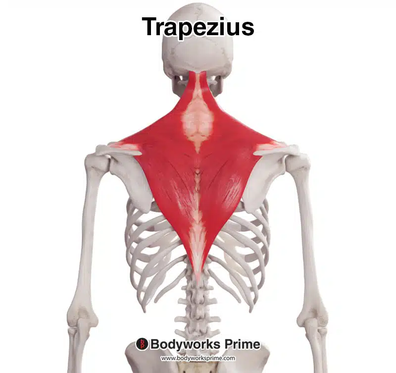 trapezius muscle from a posterior view