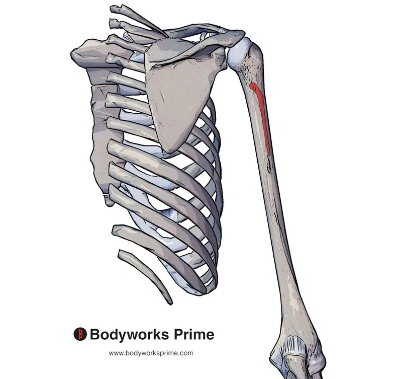 origin of the triceps lateral head