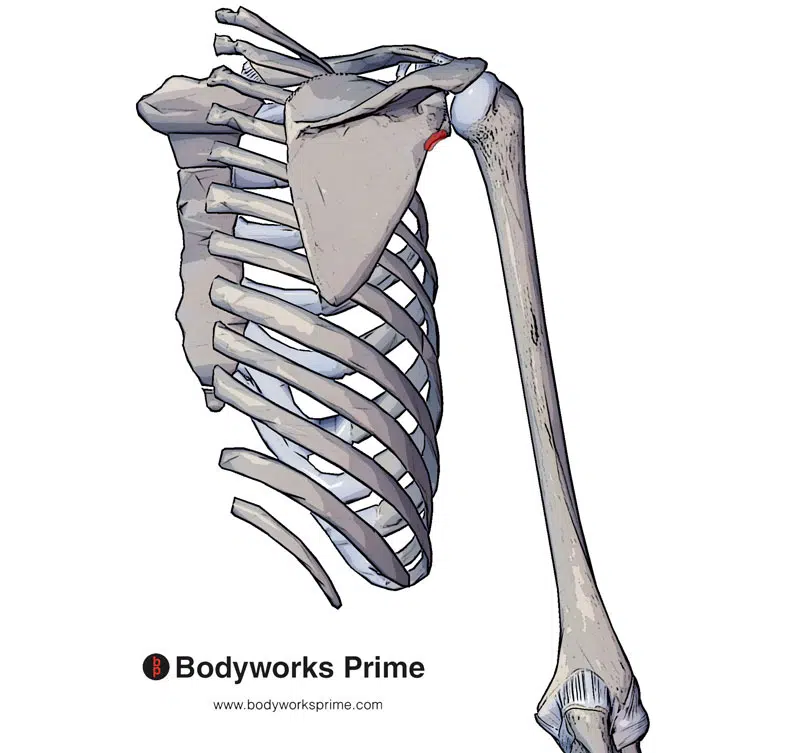origin of the long head of the triceps brachii