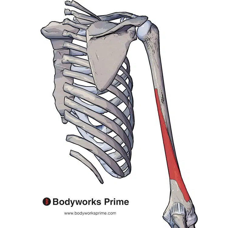 origin of the triceps medial head