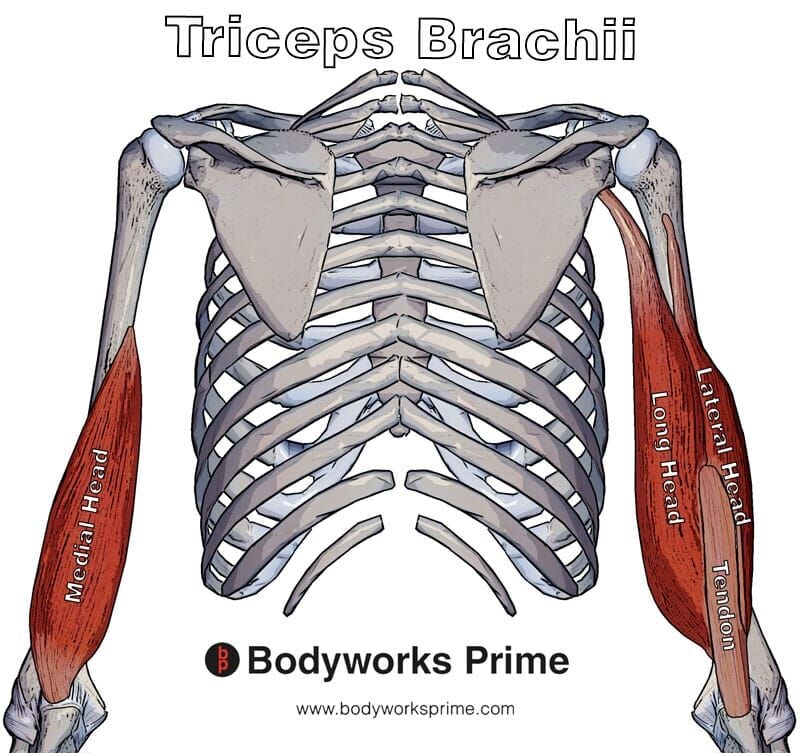 tricep muscles