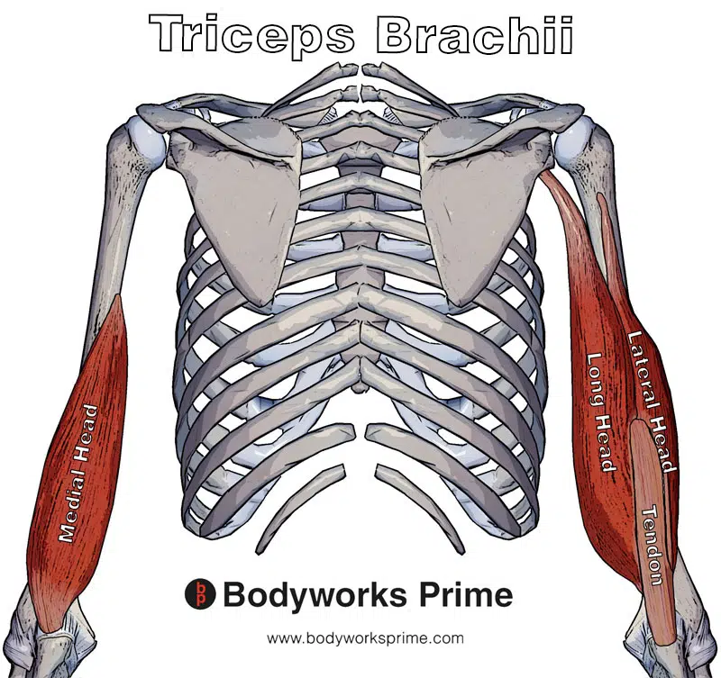 three heads of the biceps brachii