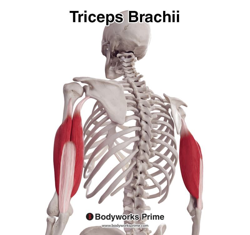 triceps brachii muscle