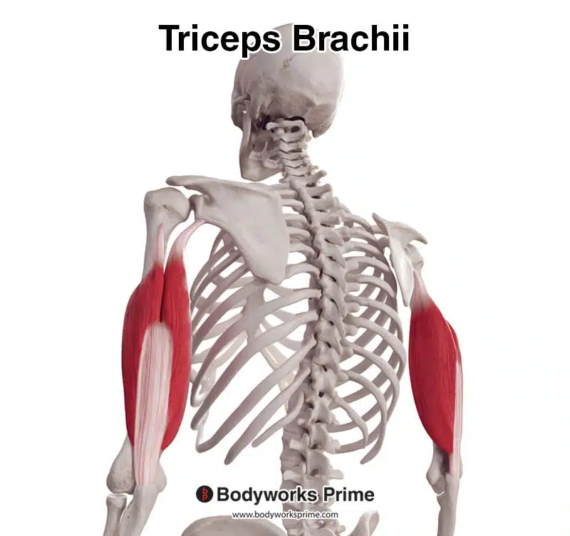 triceps brachii muscle posterolateral view