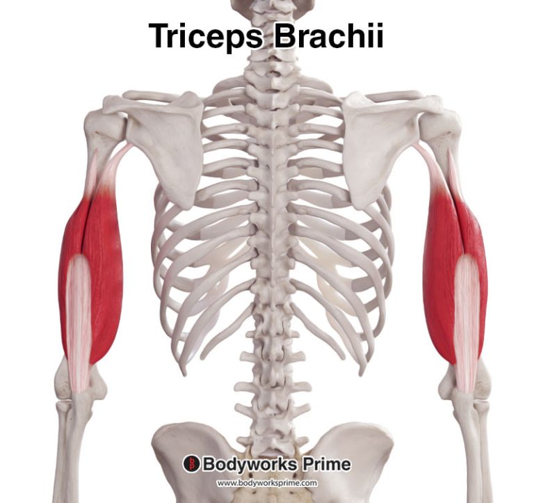 Triceps Brachii muscle anatomy diagram