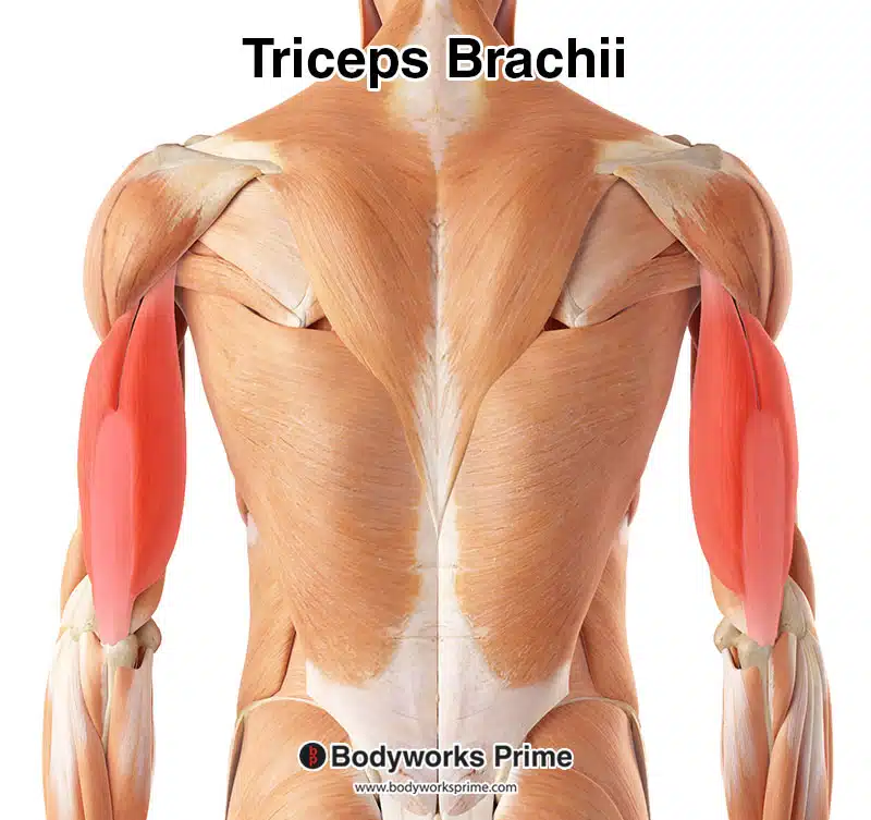 Triceps Brachii Muscle, Origin, Insertion & Action - Lesson