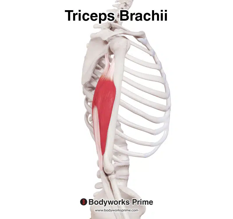 triceps brachii muscle lateral view