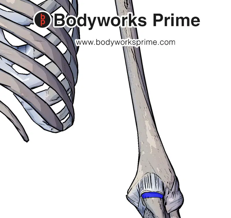 the insertion of the triceps brachii