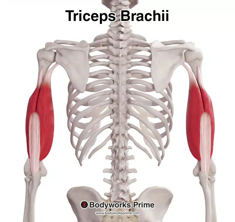triceps brachii muscle posterior view