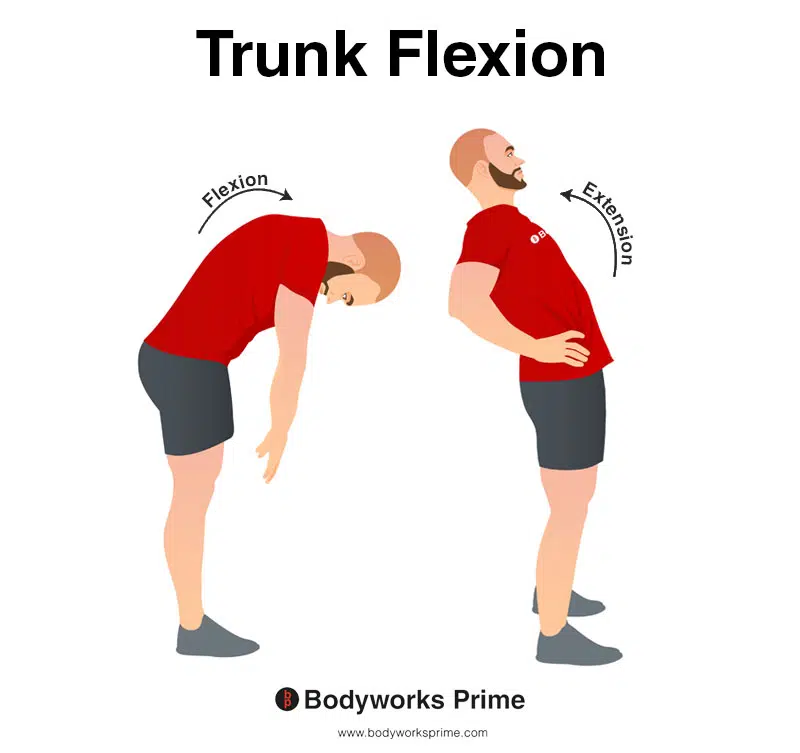 Image of a person demonstrating the movement of trunk flexion.