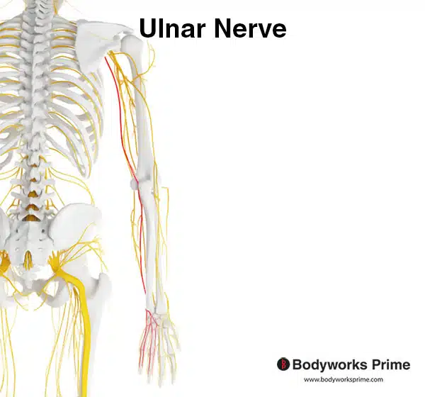 ulnar nerve