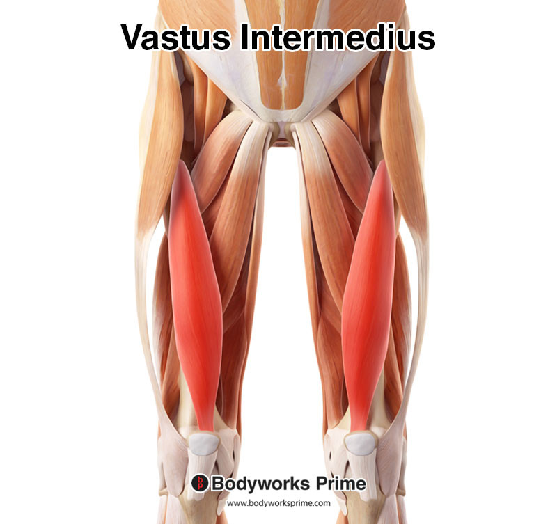 vastus intermedius highlighted in red among the other muscles of the thigh