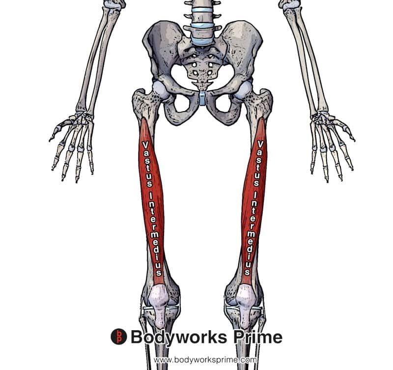 vastus-intermedius-muscle-anatomy-bodyworks-prime