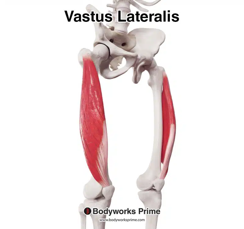 Vastus lateralis from an anterolateral view