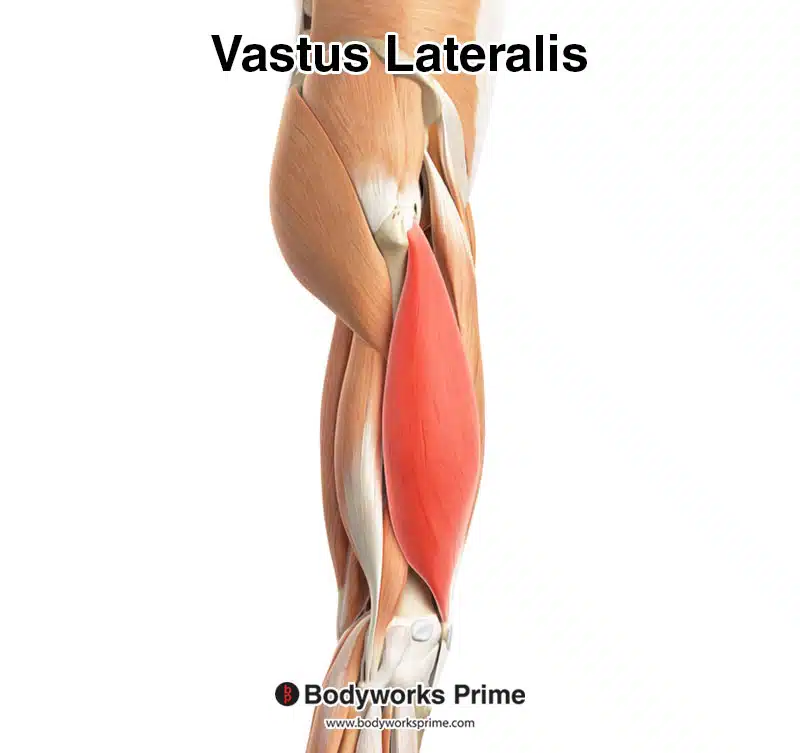 Vastus lateralis highlighted in red, seen from a superficial and lateral view