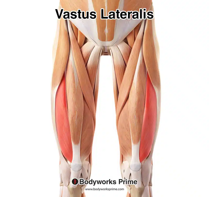 Vastus lateralis highlighted in red, seen from a superficial and anterior view