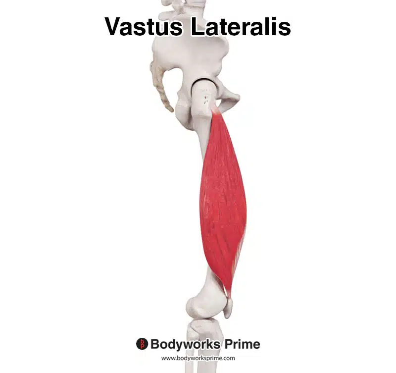 Vastus lateralis from a lateral view