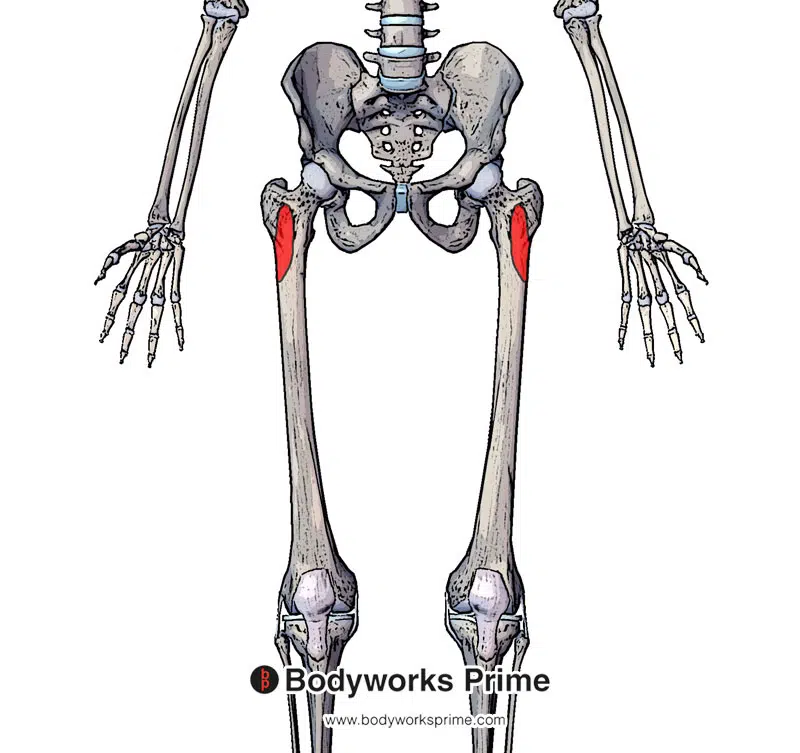 Image of the anterior origins of the vastus lateralis highlighted in red