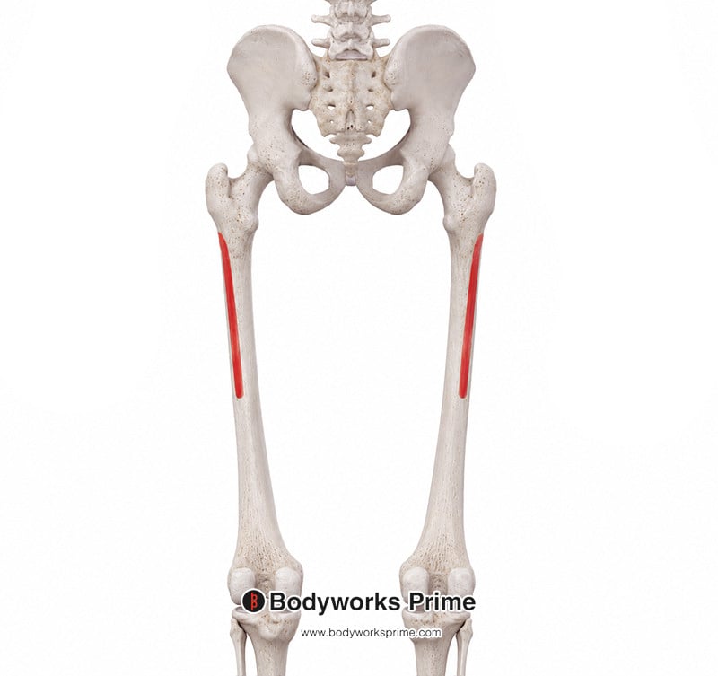 Image of the posterior origins of the vastus lateralis highlighted in red
