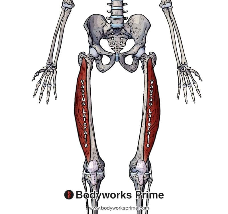 Vastus Lateralis Muscle Anatomy Bodyworks Prime